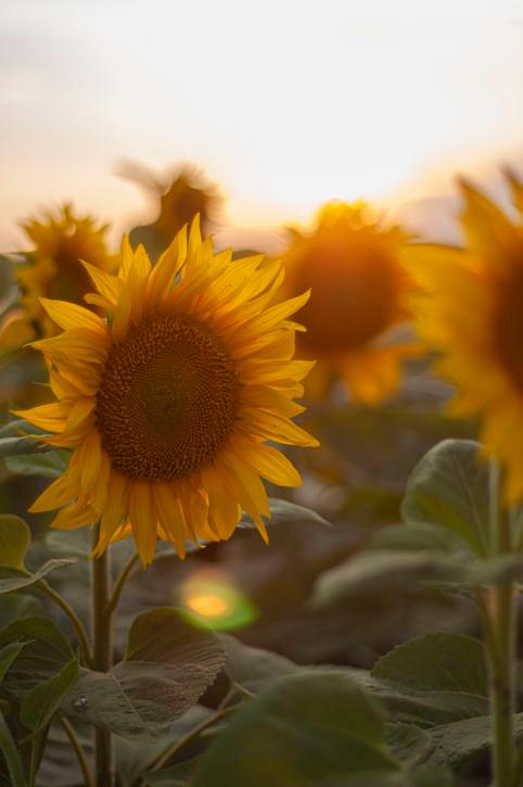 Sunflower Farming: Ideal Climate, Pests & Profit Tips