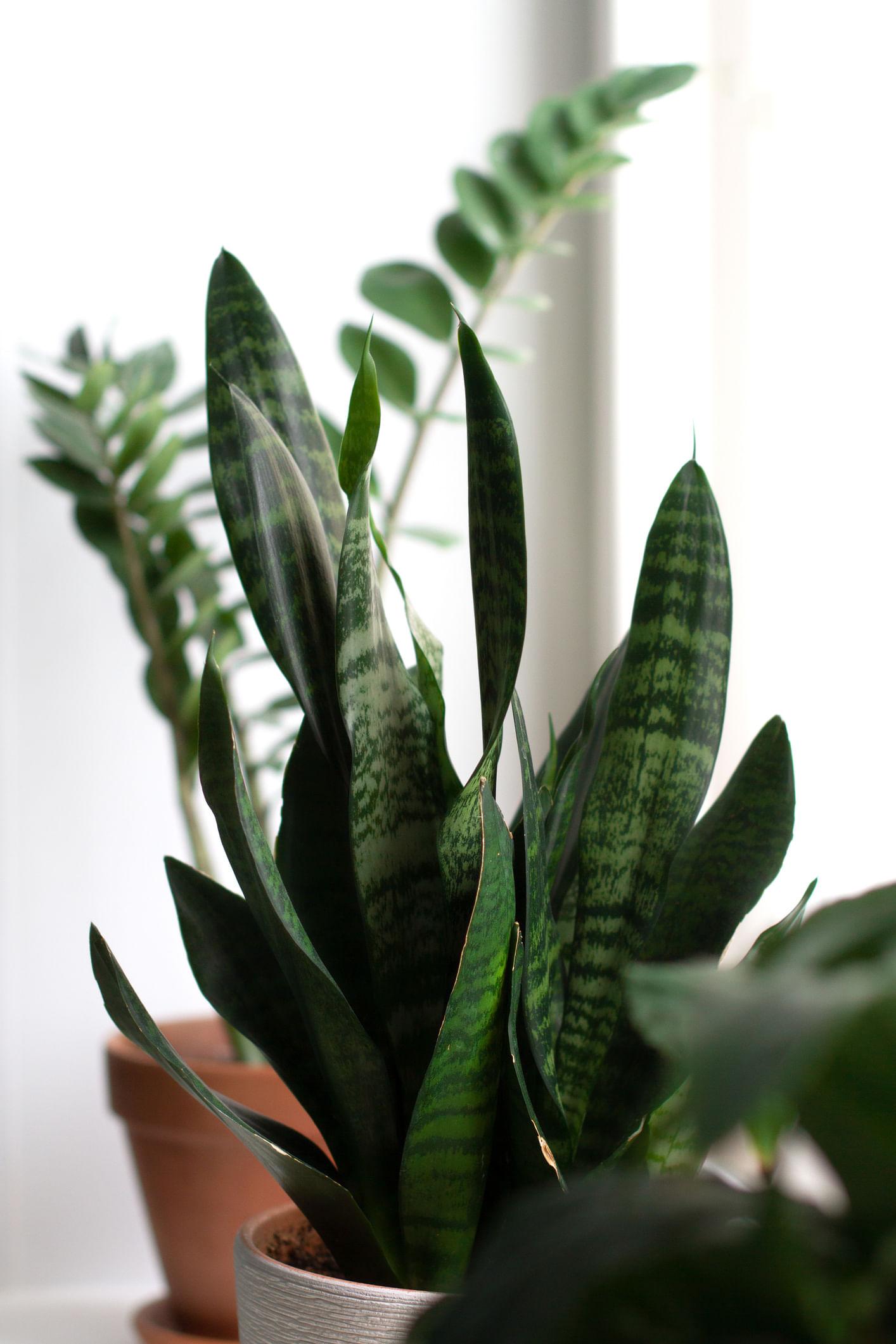 5 Best Indoor Plants to Cool Your Home Naturally