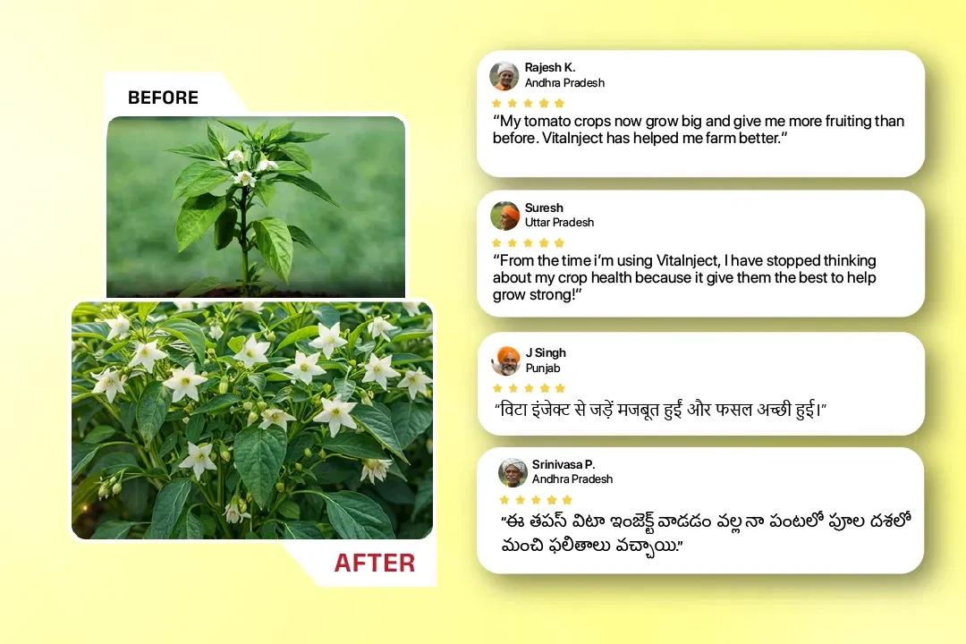 TAPAS VITA INJECT - GROWTH REGULATORS Image 4