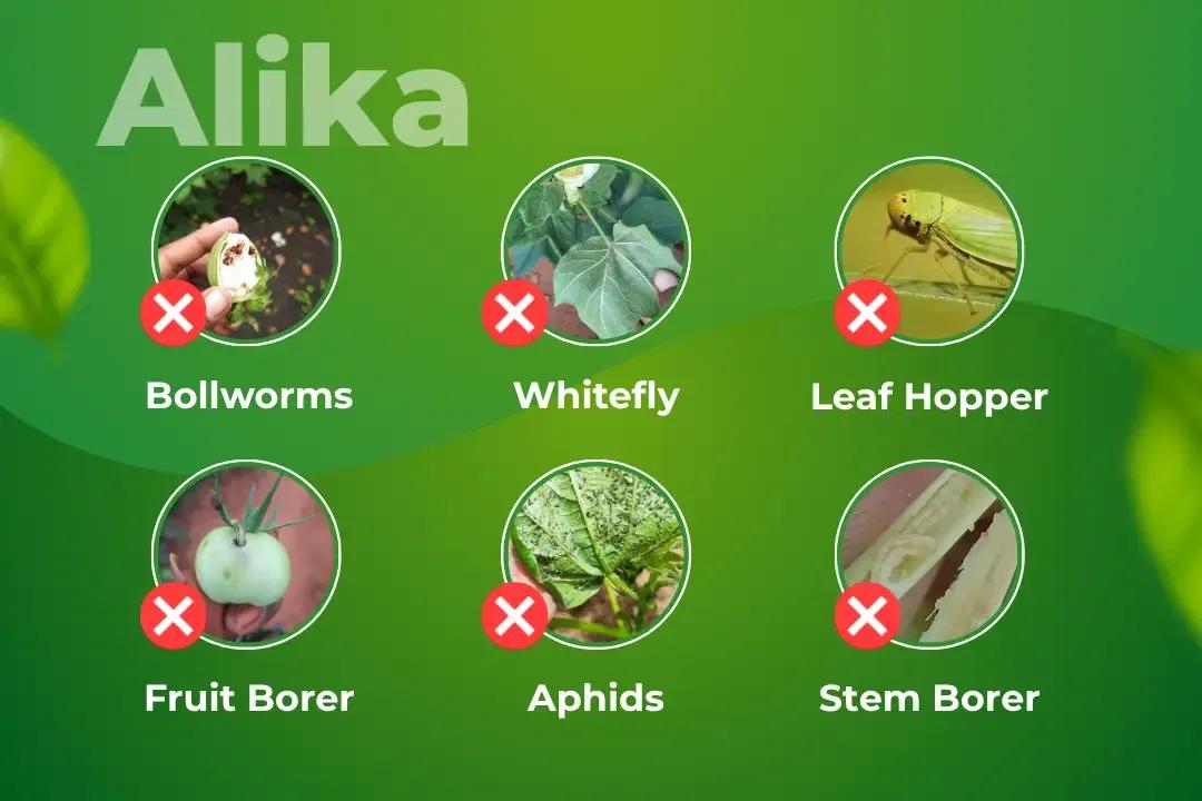 Alika Insecticide Target Pest