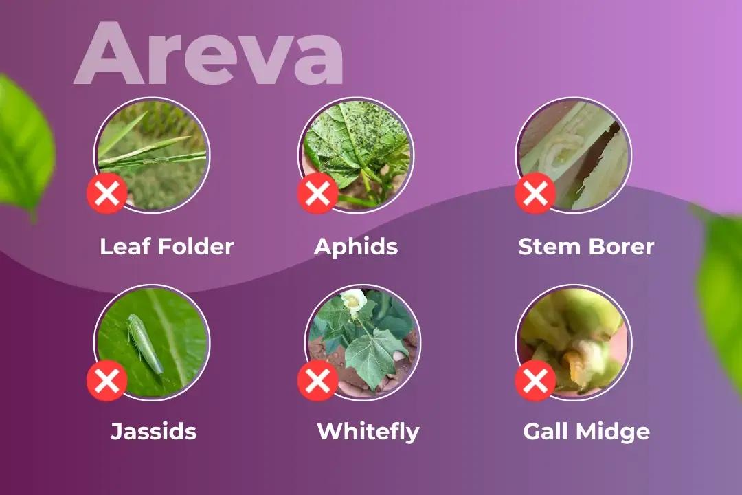 Areva Insecticide Target Pest