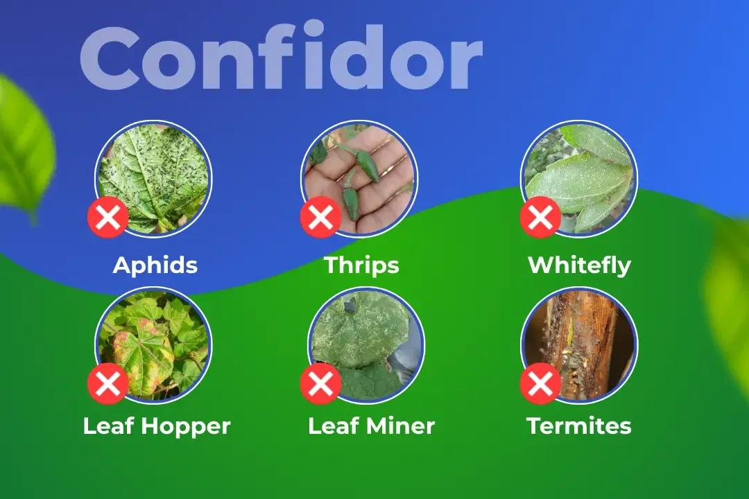 Confidor Insecticide Target Pest