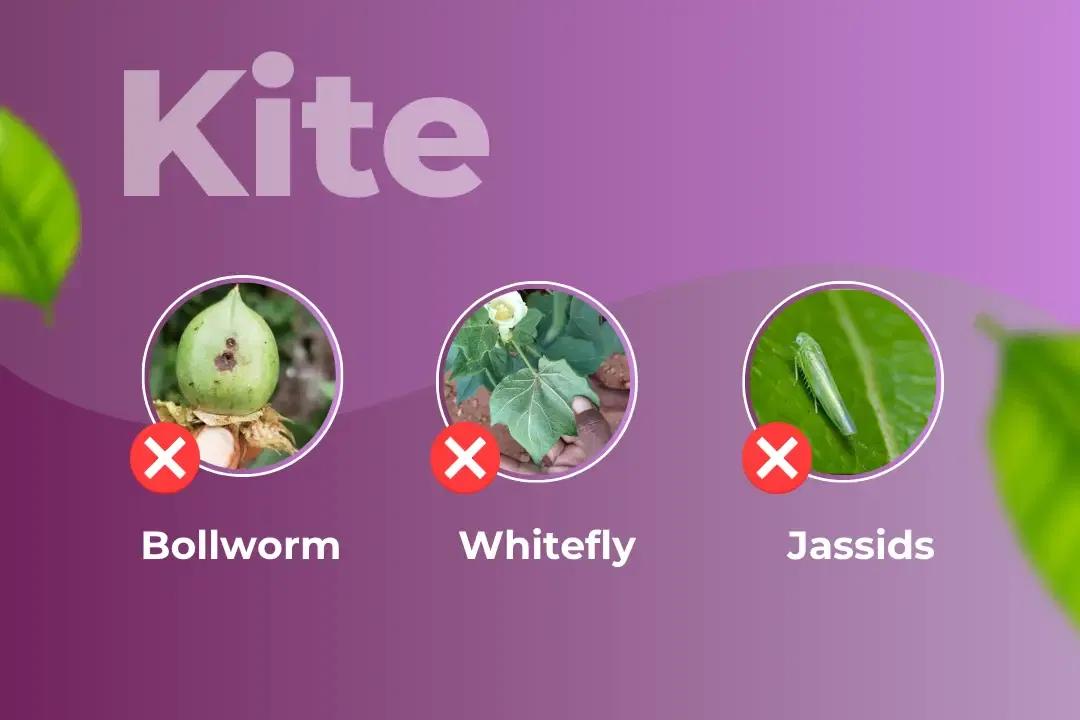 Kite Insecticide Target Pest