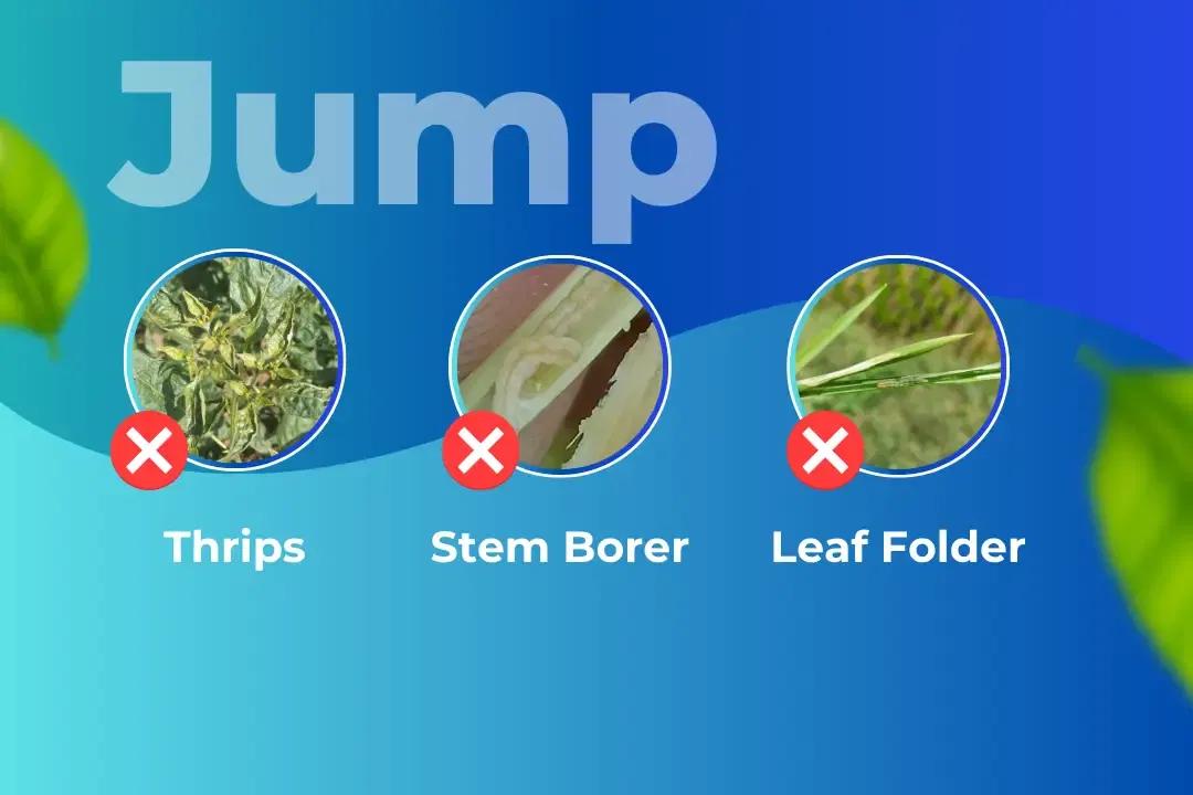 Jump Insecticide Target Pest