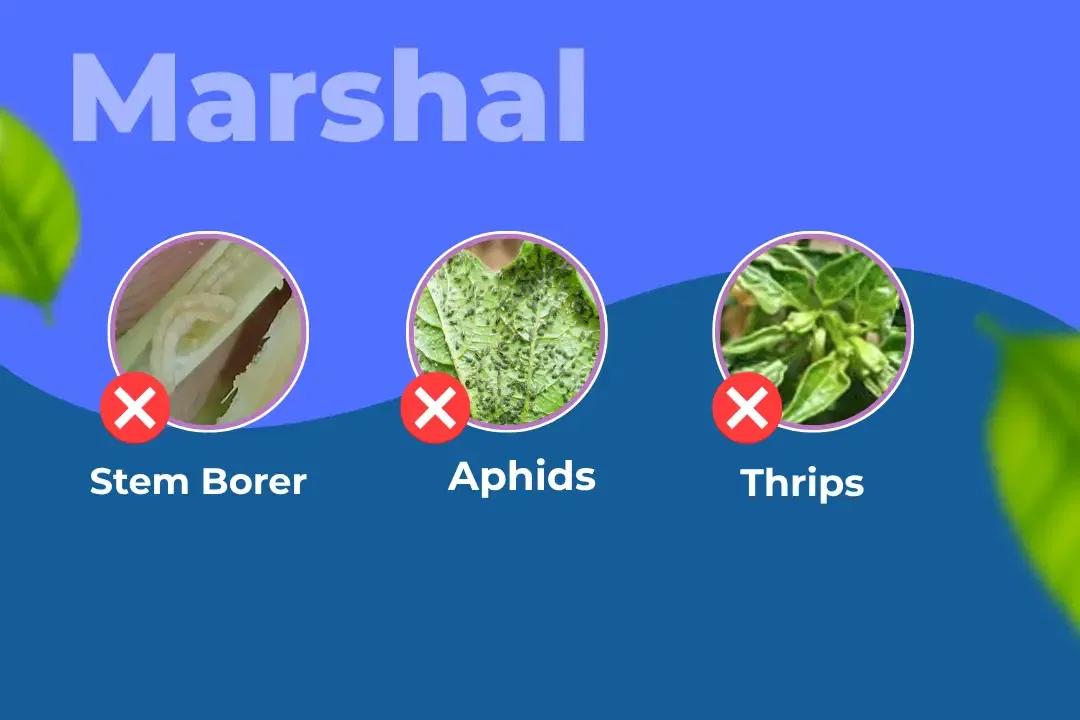 Marshal Insecticide Target Pest