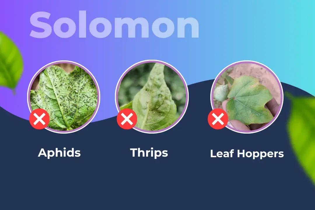 Solomon Insecticide Target Pest