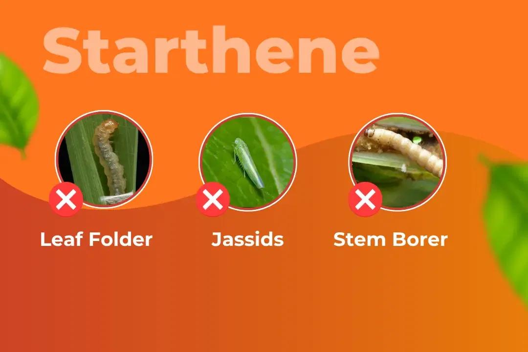 Starthene Insecticide Target Pest