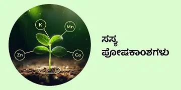 BigHaat | Bank of Baroda - Plant Nutrients