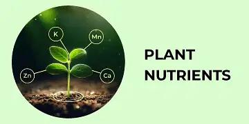 BigHaat | SBI - Plant Nutrients