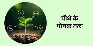 BigHaat | SBI - Plant Nutrients