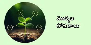 BigHaat | SBI - Plant Nutrients