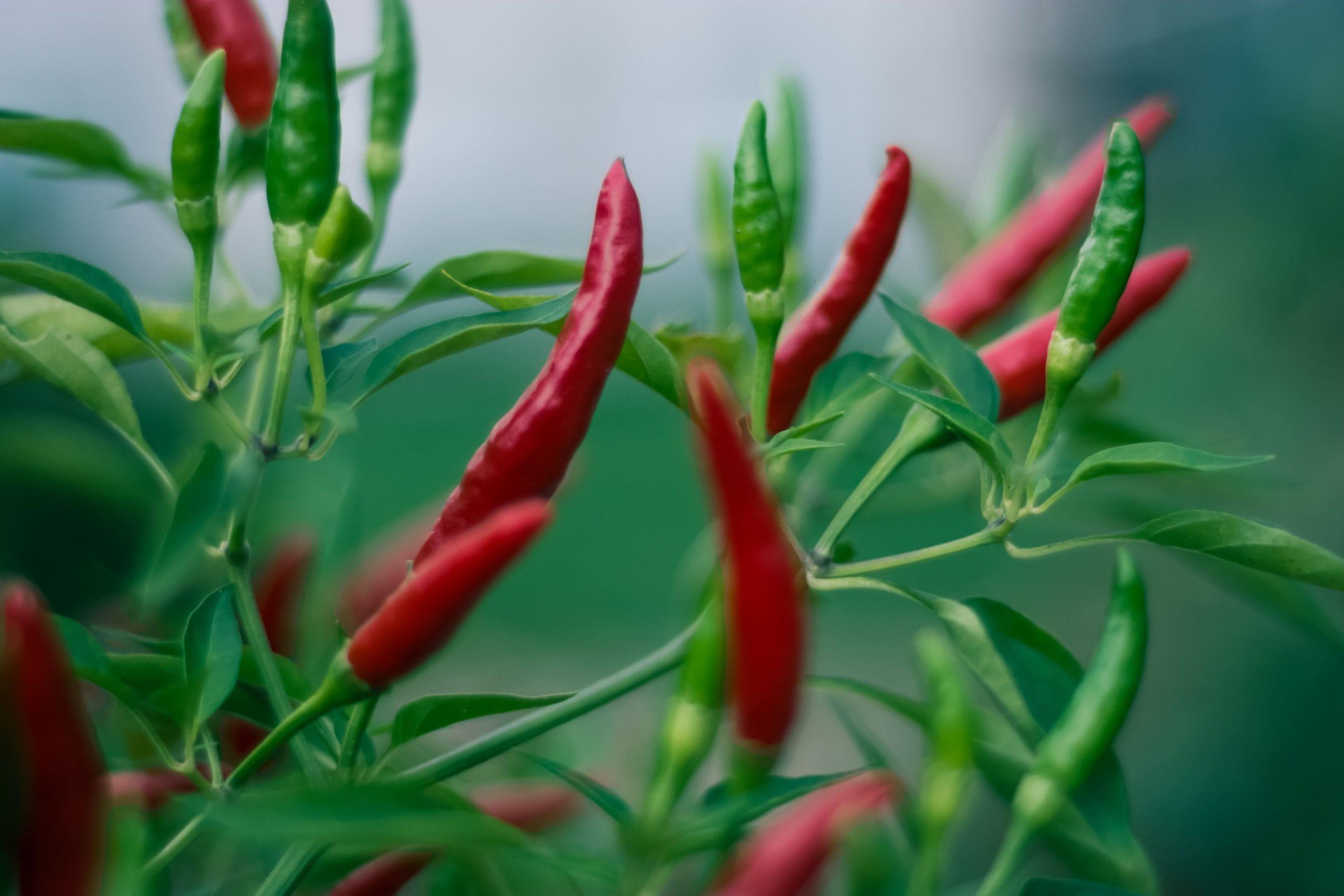 /kvplus/articles/Chilli-crop-image.jpg