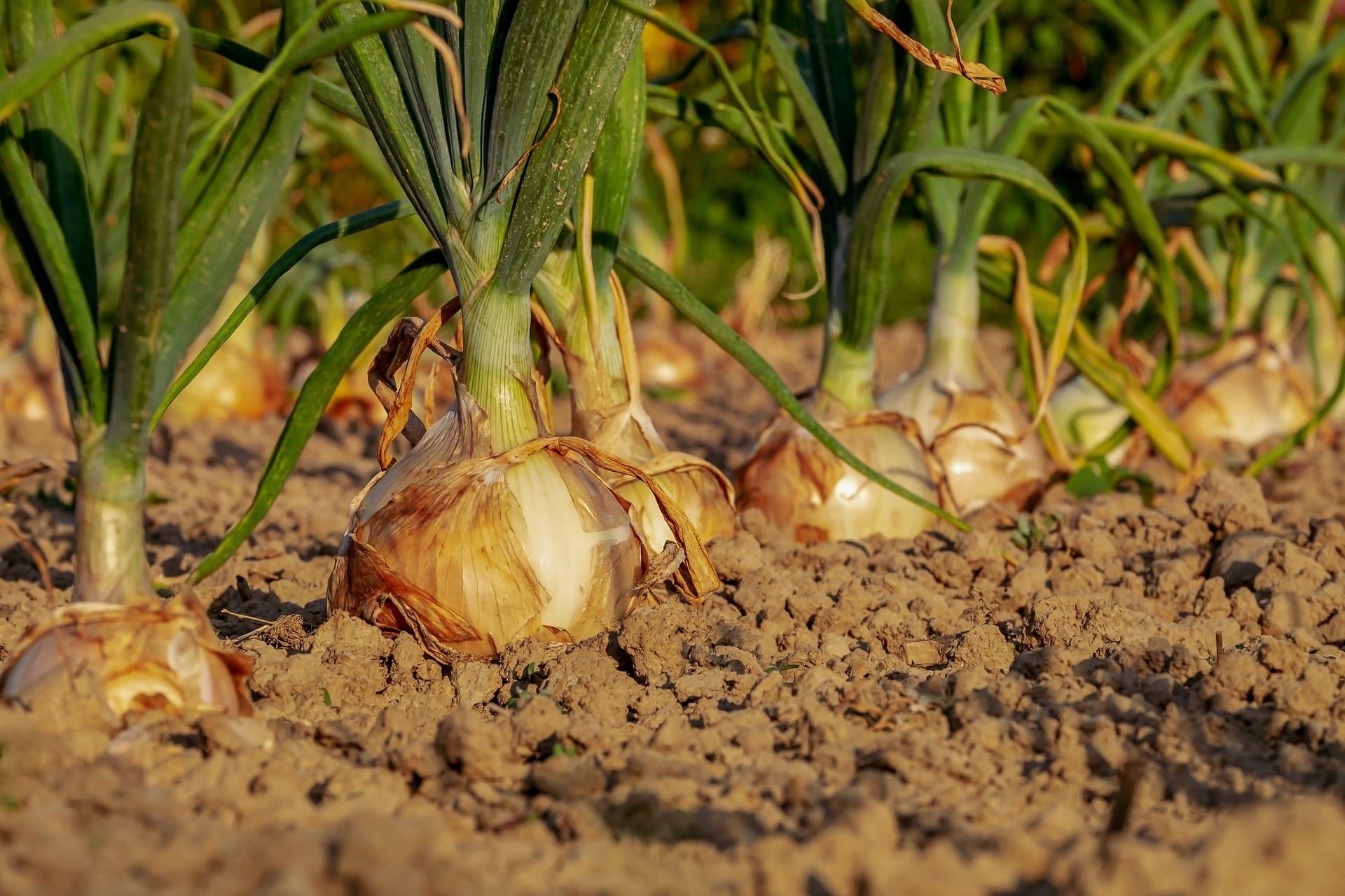 /kvplus/articles/Onion-Cultivation-Image.jpg