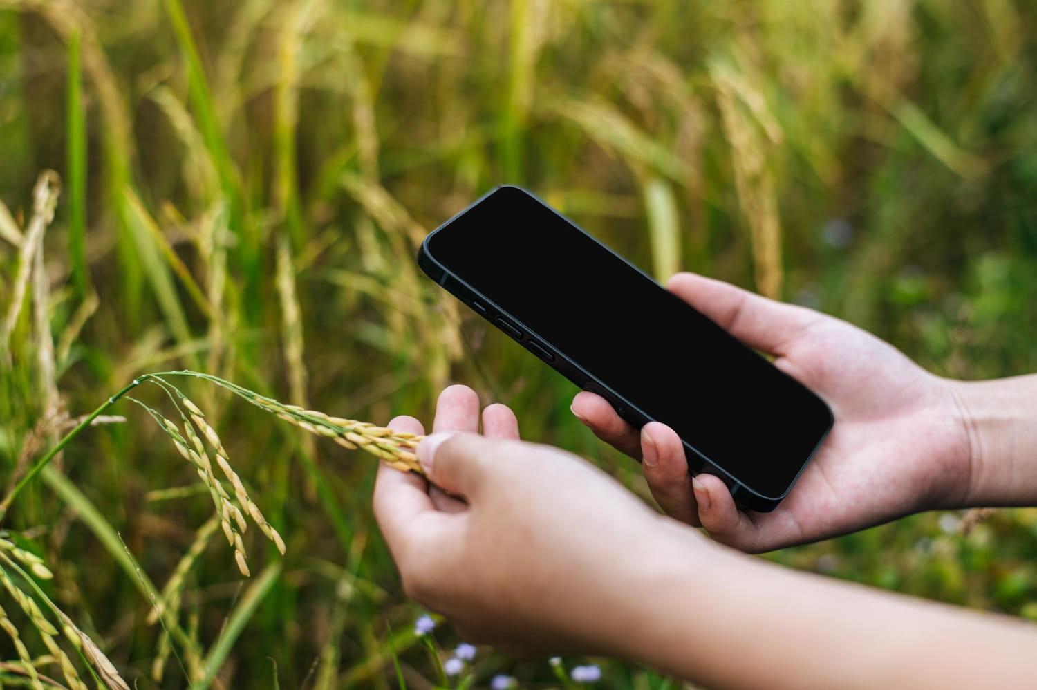 /kvplus/articles/close-up-selective-focus-hand-beautiful-asian-young-woman-farmer-holding-ripe-rice-use-smartphone-organic-rice-field-1.jpg
