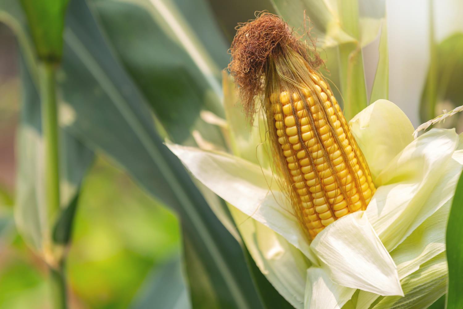 /kvplus/articles/pest-maize.jpg