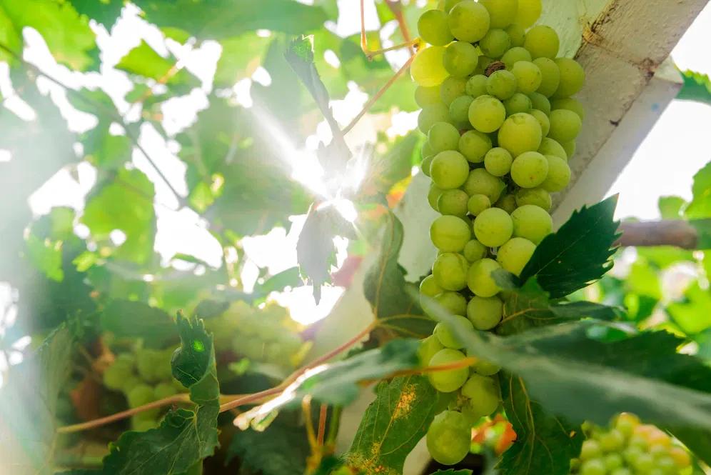 /kvplus/articles/picture-ripe-white-grape-branch-grape-leaves-background-tasty-sweet-fruits-warm-sunlight-through-fresh-green-grapes-leaves-vine-produce-winery-industry-vines-valley_1391-279.webp