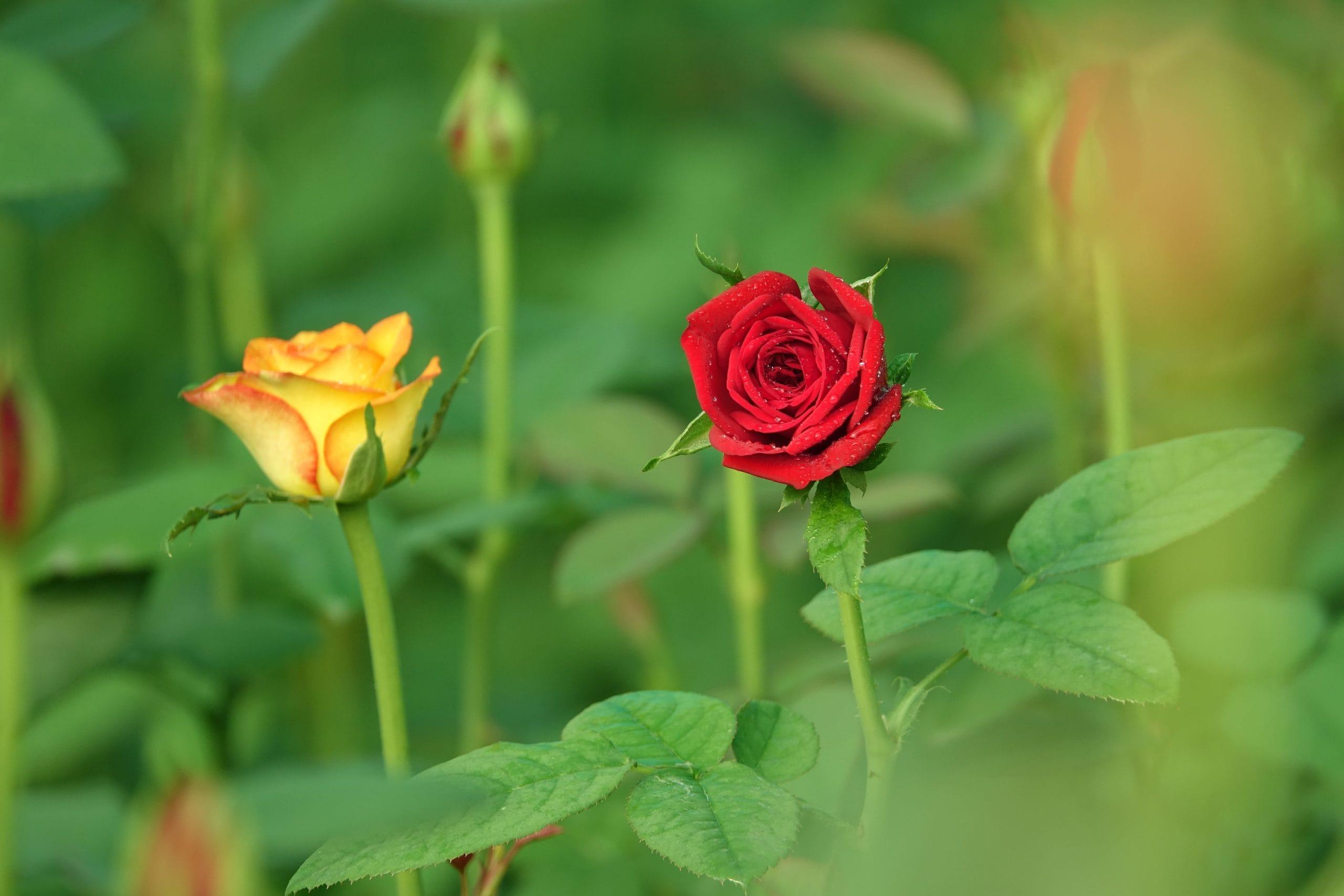 /kvplus/articles/red-yellow-flower-with-defocused-background-1-1-scaled.jpg
