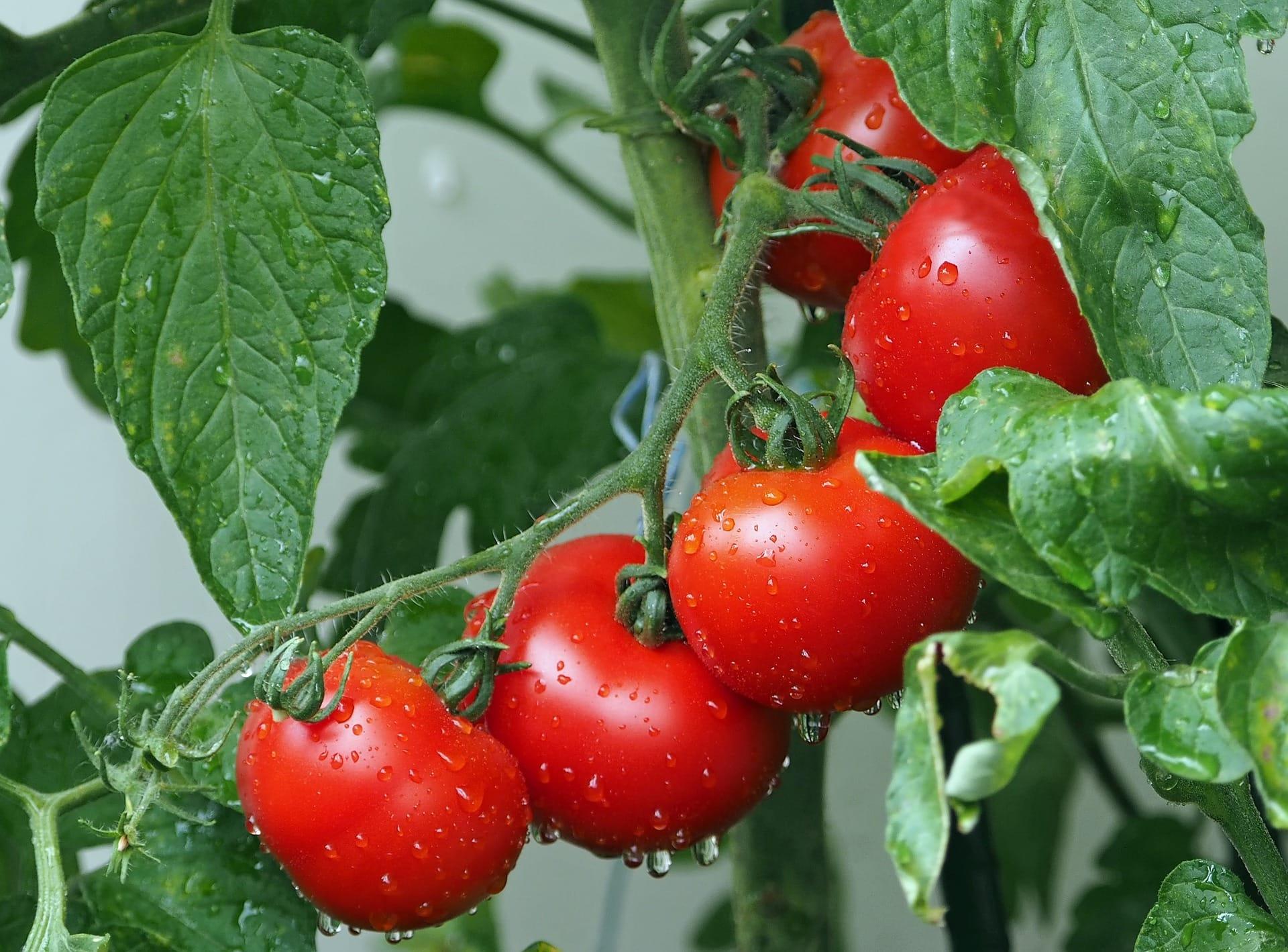 /kvplus/articles/tomatoes-g637485f82_19201.jpg
