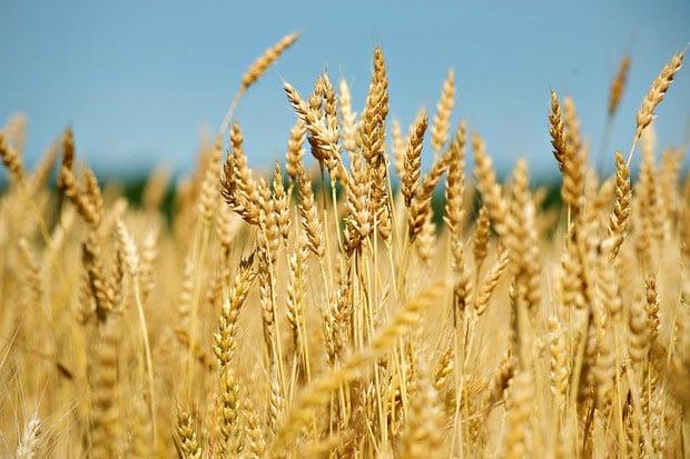 /kvplus/articles/wheat-farming-1170150.jpg
