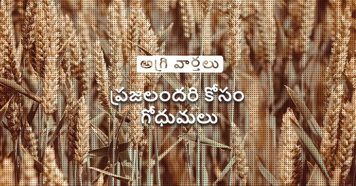 /kvplus/articles/wheat-for-all_Tel.jpg