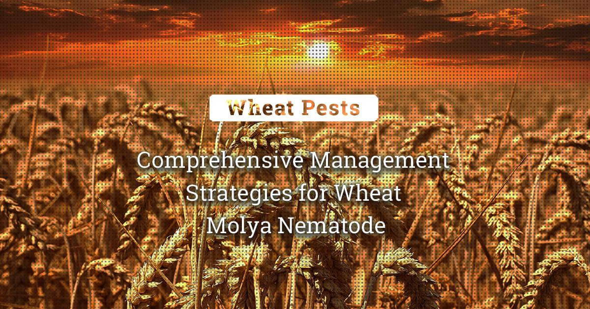 kvplus/articles/042307790d8203b1b3f04874d1ff43dd_Comprehensive-Management-Strategies-for-Wheat-Molya-Nematode-1.jpg