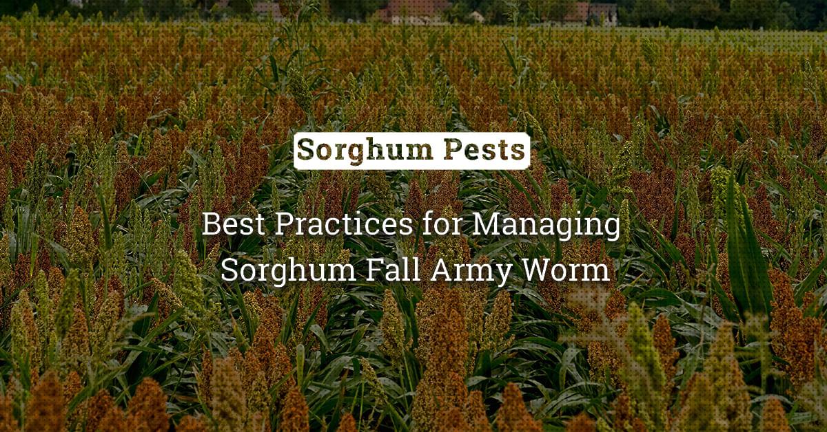 kvplus/articles/0a8f4980eb7c8c983238a2219778c802_Best-Practices-for-Managing-Sorghum-Fall-Army-Worm.jpg