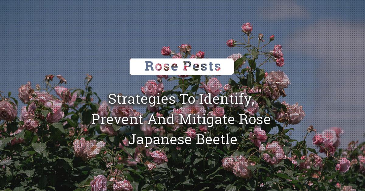 kvplus/articles/0c046b6c8d728c68fcf2cad0140987d5_Strategies-To-Identify-Prevent-And-Mitigate-Rose-Japanese-Beetle-1.jpg