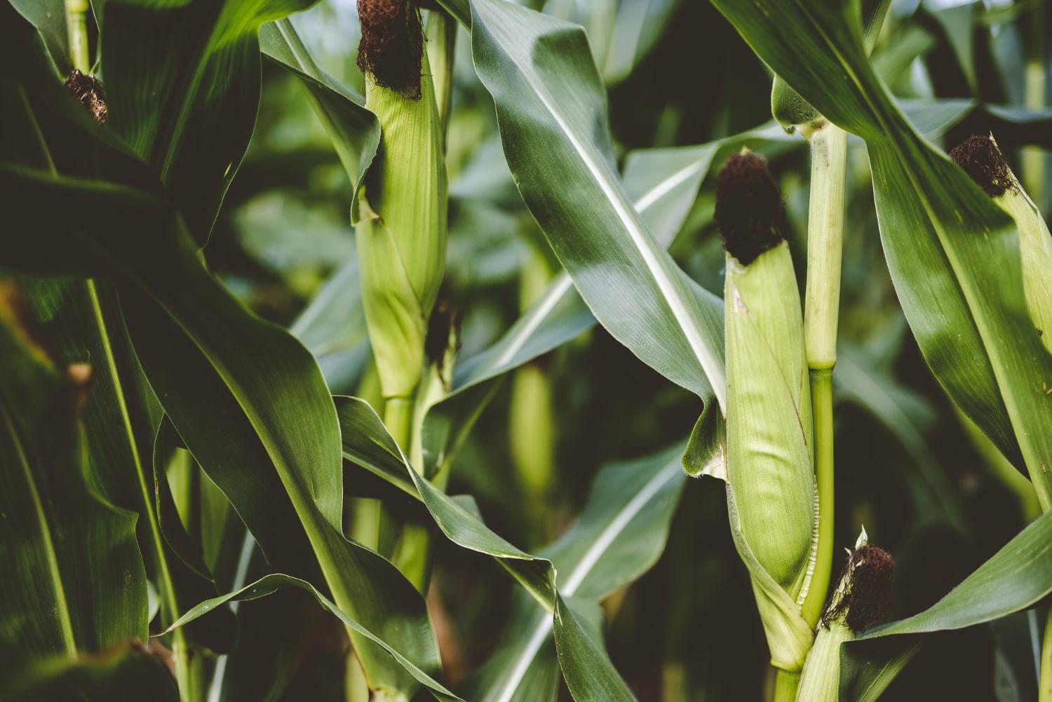 kvplus/articles/118210bf11f7a68f059b6c2b63c26bbb_closeup-shot-corns-surrounded-by-green-leaves.jpg