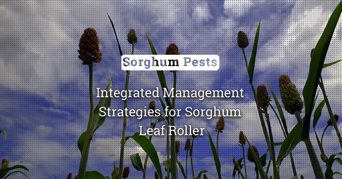 kvplus/articles/1bbc493c5295cc0d2d0b9732a5d940b6_Integrated-Management-Strategies-for-Sorghum-Leaf-Roller.jpg