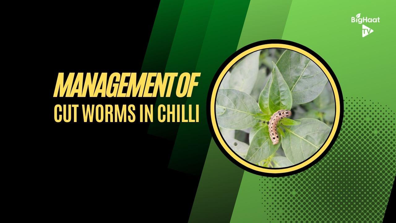 kvplus/articles/1f97b267813dd41879ec734e35e440fb_Management-of-Cut-worms-in-Chilli-eng.jpg