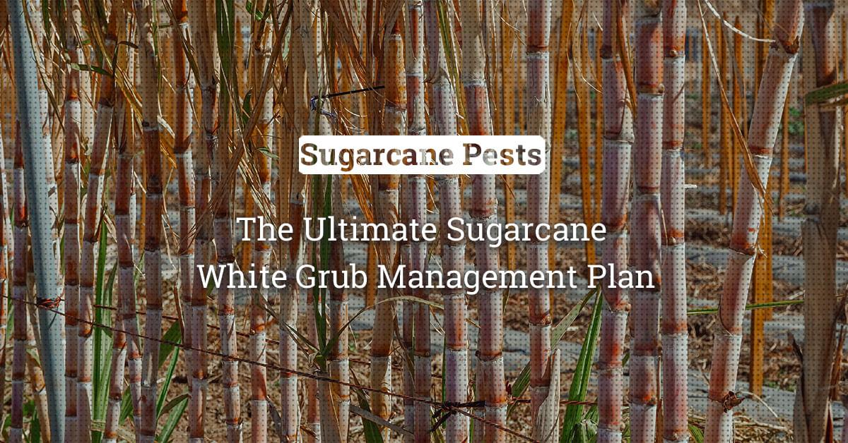kvplus/articles/2bbc98671c8c657e1da0db42726d5f86_The-Ultimate-Sugarcane-White-Grub-Management-Plan.jpg