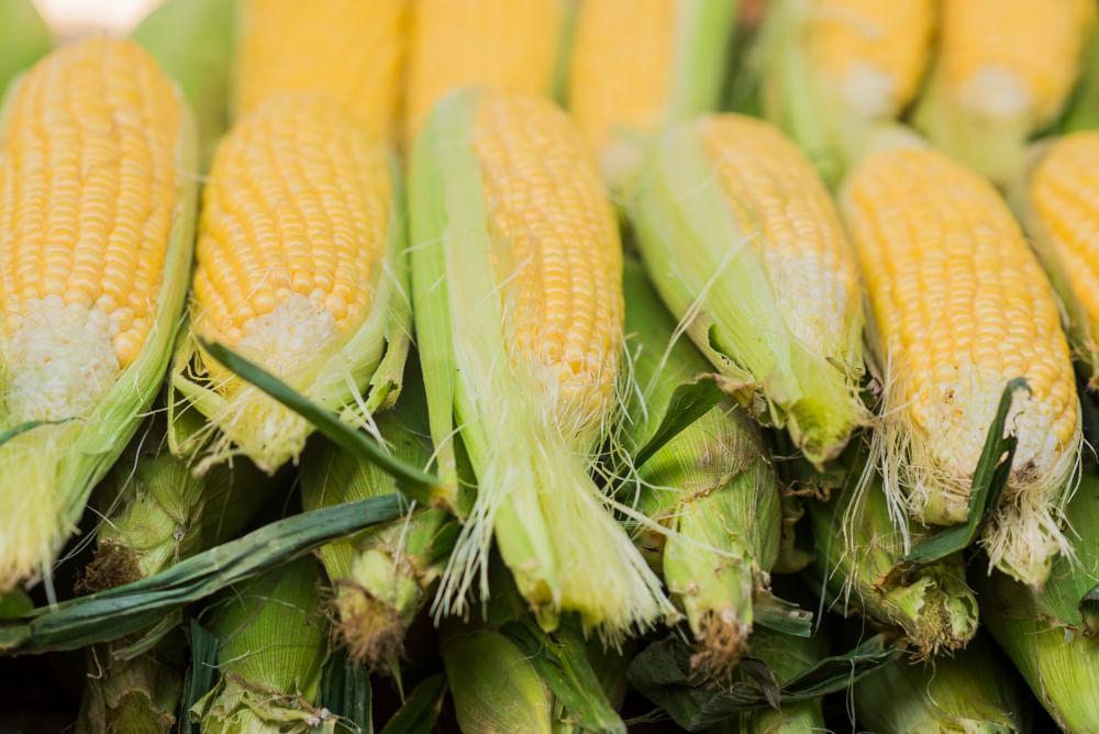 kvplus/articles/2f9b653c692ffda7d9757d8abf208314_corn-cob-green-leaves-fresh-sweet-corn-farmers-market-closeup-sweet-boiled-corn-market-1.jpg