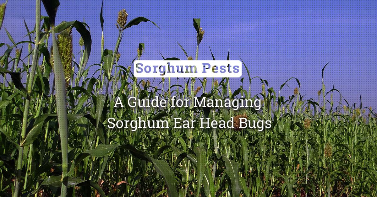 kvplus/articles/30a6ff59c8a29167796d9cd6f305b5fa_A-Guide-for-Managing-Sorghum-Ear-Head-Bugs.jpg