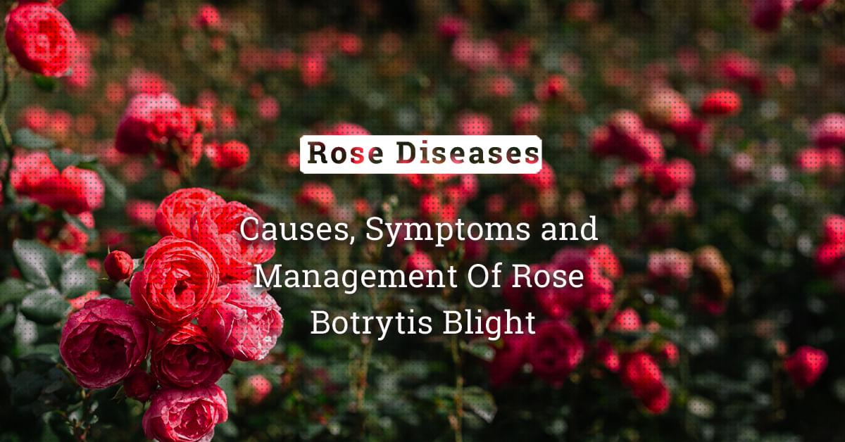 kvplus/articles/3ea752679428e5de5fd47d20ba160986_Causes-Symptoms-and-Management-Of-Rose-Botrytis-Blight.jpg