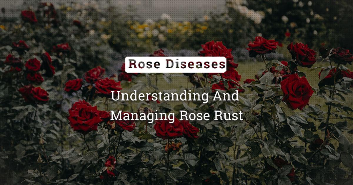kvplus/articles/5443b29eef6320acdf1923084a16543a_Understanding-And-Managing-Rose-Rust.jpg