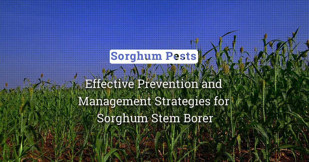 kvplus/articles/5466b1464deb27edb5655a50fbe13be8_Effective-Prevention-and-Management-Strategies-for-Sorghum-Stem-Borer.jpg