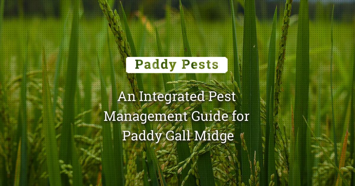 kvplus/articles/559463950ff34699568999b84a6cbaaa_An-Integrated-Pest-Management-Guide-for-Paddy-Gall-Midge-1.jpg
