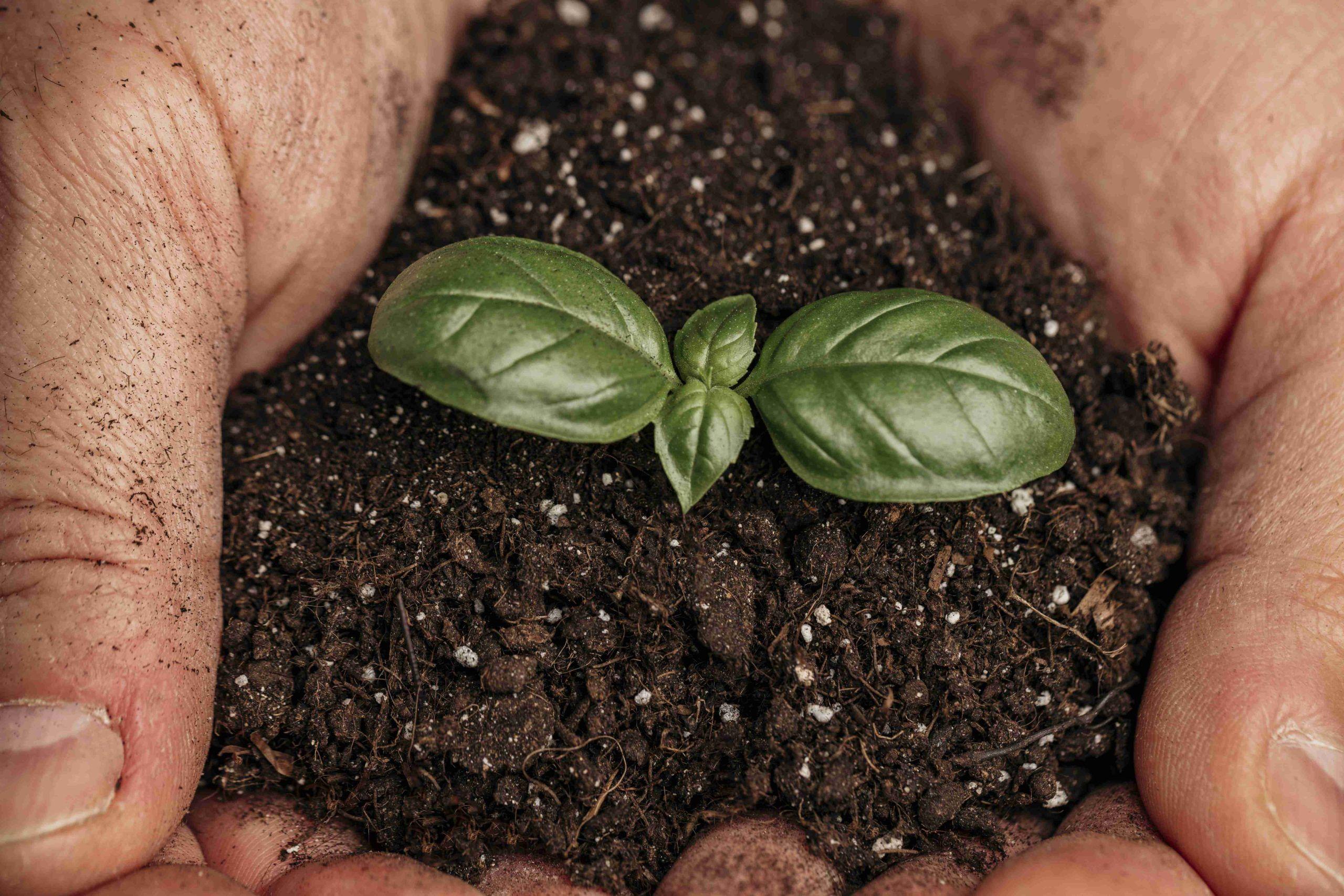 kvplus/articles/55d69d24390f07c2fdb75ebdbedbd6fa_close-up-male-hands-holding-soil-growing-plant-2-min-compressed-2-scaled.jpg