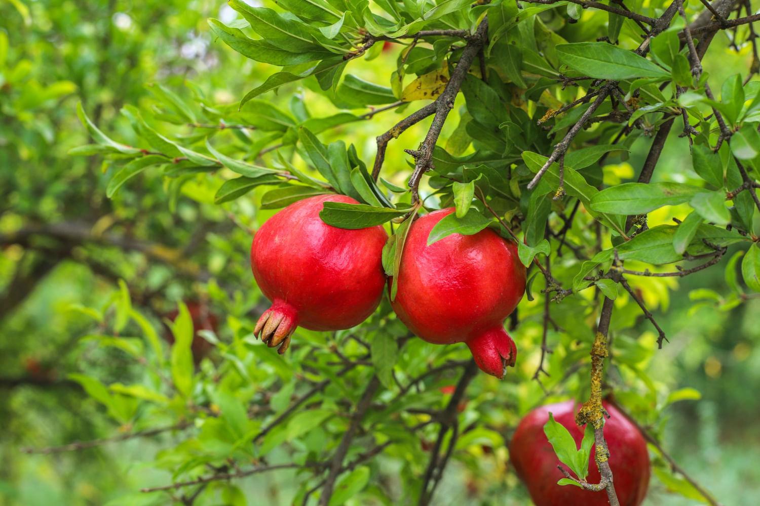 kvplus/articles/5951fe0278c5e15e2cc9011e0f67ce57_autumn-fruits-hanging-tree-branch-garden-2.jpg