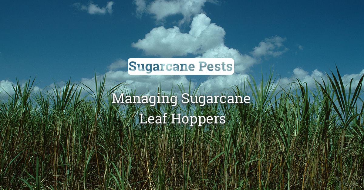 kvplus/articles/5e1465fdce300727ac1c2508f9f182ed_Managing-Sugarcane-Leaf-Hoppers.jpg