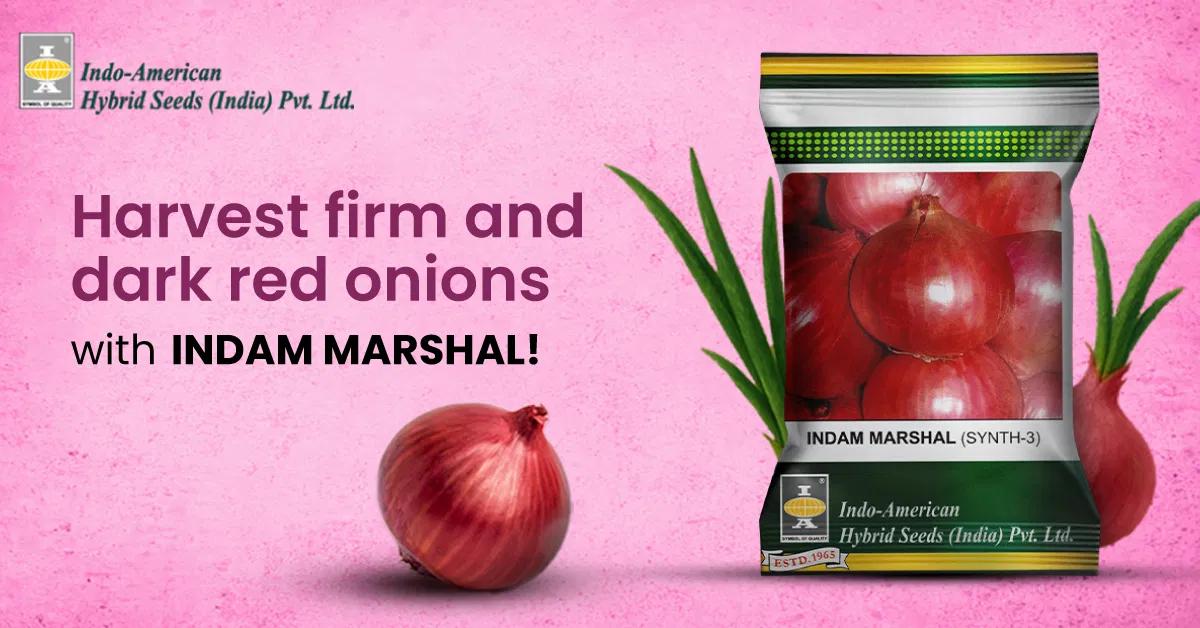 kvplus/articles/5e4734c6bf44c0b51cdd3e92c6900ee0_INDAM-Marshal-Onion-ENG.webp