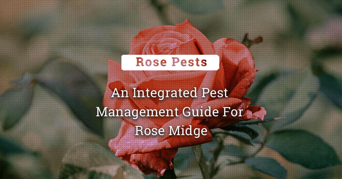 kvplus/articles/5efe35f5187944fdaf3ef3607634bce9_An-Integrated-Pest-Management-Guide-For-Rose-Midge-3.jpg