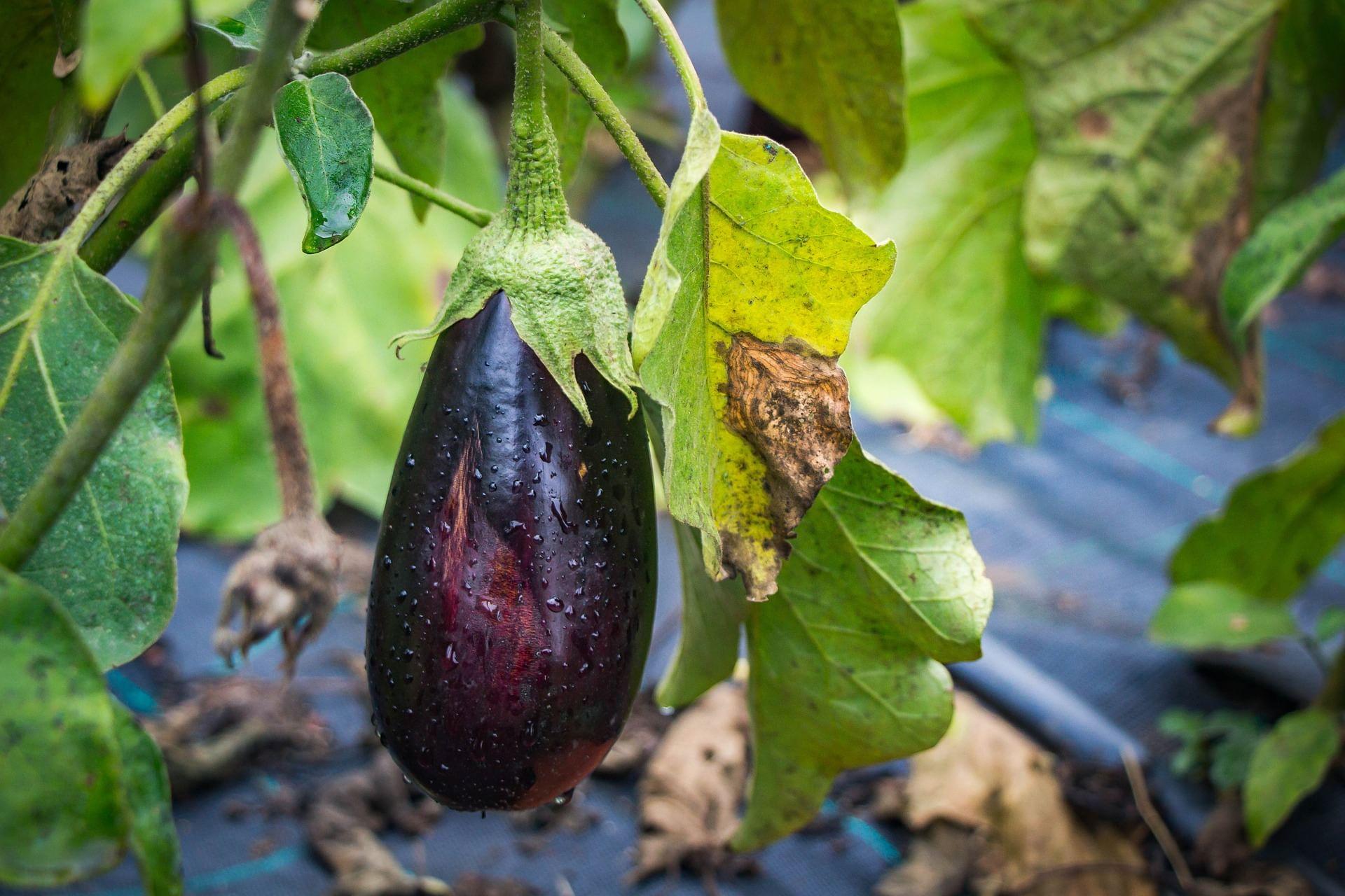 kvplus/articles/635e82aedc1a835153cd77ae916911f0_eggplant-g2cc8fbdbe_1920.jpg