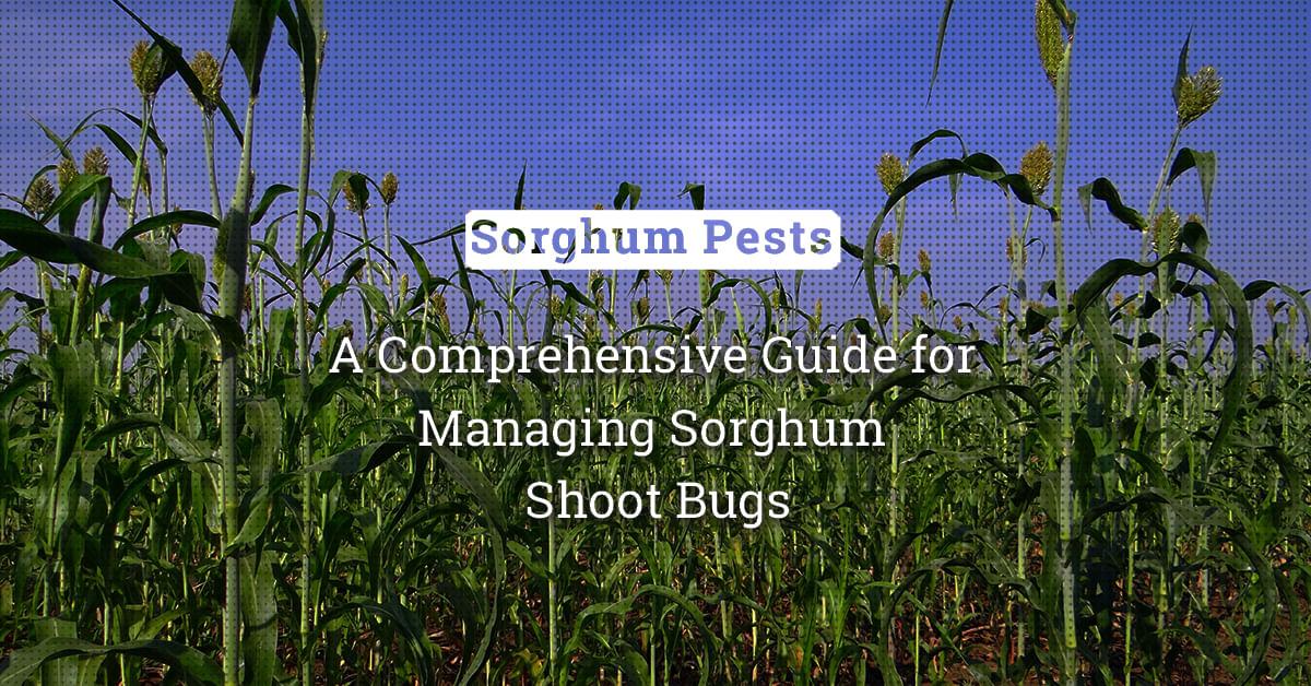 kvplus/articles/64de8b489721547ece1e451045d4f84f_A-Comprehensive-Guide-for-Managing-Sorghum-Shoot-Bugs.jpg