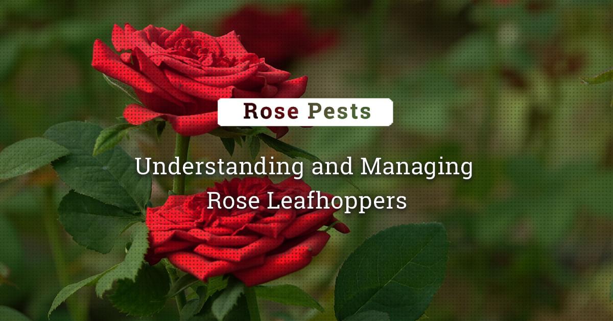 kvplus/articles/676a4a38794ed7c0ec483d53bd98d30b_Understanding-and-Managing-Rose-Leafhoppers-2.jpg