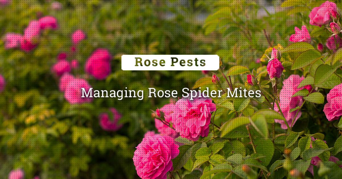 kvplus/articles/6ed37ab04fb8cf3d2ebeb3186c2f2996_Managing-Rose-Spider-Mites.jpg