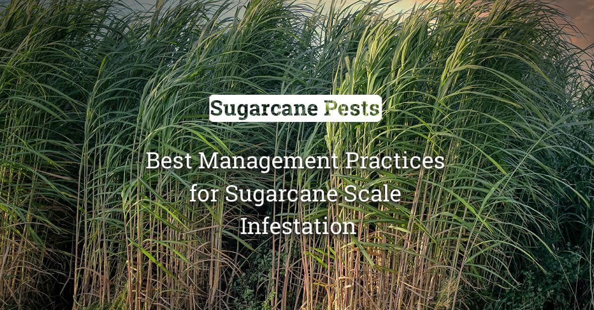 kvplus/articles/6f99e945c01056e30a8a609e89c555f0_Best-Management-Practices-for-Sugarcane-Scale-Infestation.jpg