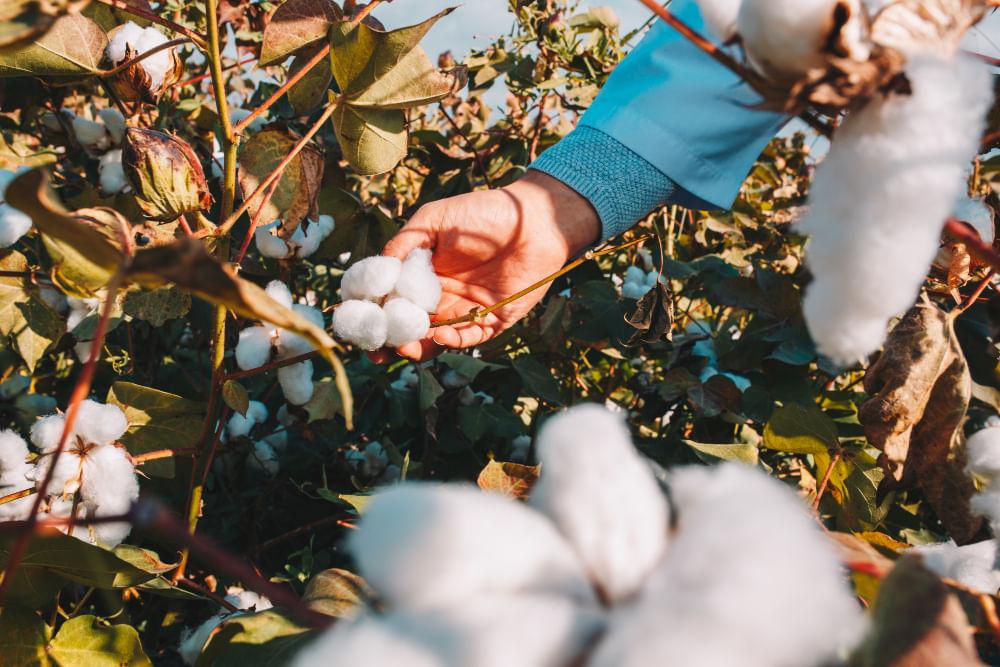 kvplus/articles/748d05139e049c5ae82e0ce342899d19_taking-cotton-from-branch-by-farmer.jpg