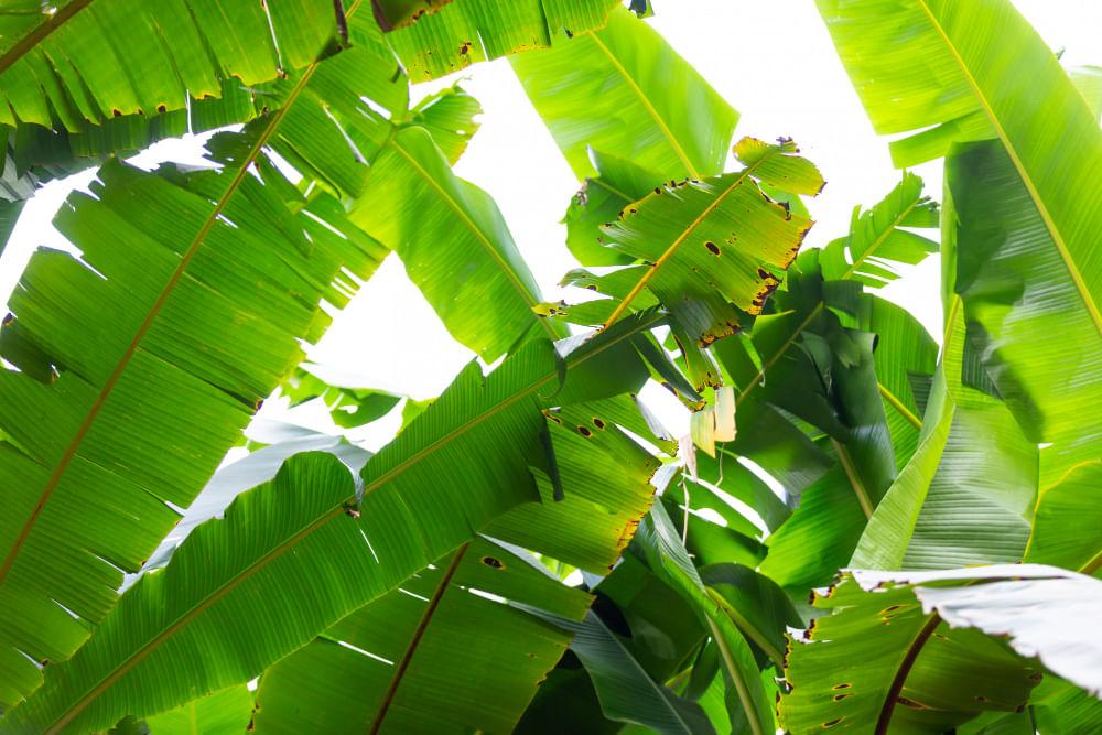 kvplus/articles/766f2e7fc5d1d87ef862c1b19d9723cb_background-green-banana-leaves-forest-2.jpg
