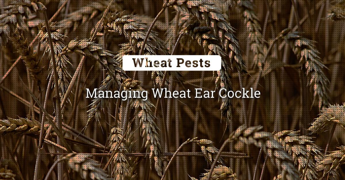 kvplus/articles/7e66d47f2fe8e7e93371ed7a14f8c642_Managing-Wheat-Ear-Cockle-1.jpg